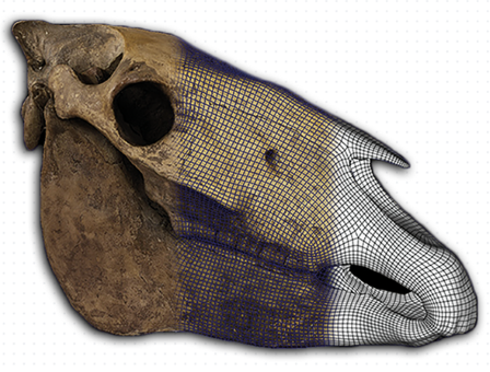 Cráneo fósil Equus lasallei